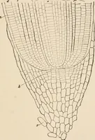 An illustration from Handbook of practical botany for the botanical laboratory and private student (1908)