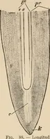 An illustration from Handbook of practical botany for the botanical laboratory and private student (1908)