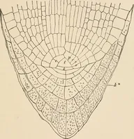 An illustration from Handbook of practical botany for the botanical laboratory and private student (1908)