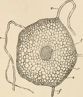 An illustration from Handbook of practical botany for the botanical laboratory and private student (1908)