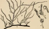 An illustration from Handbook of practical botany for the botanical laboratory and private student (1908)