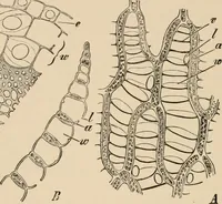 An illustration from Handbook of practical botany for the botanical laboratory and private student (1908)