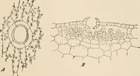 An illustration from Handbook of practical botany for the botanical laboratory and private student (1908)