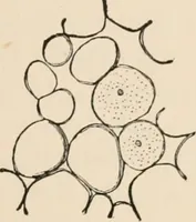 An illustration from Handbook of practical botany for the botanical laboratory and private student (1908)