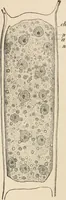 An illustration from Handbook of practical botany for the botanical laboratory and private student (1908)