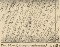 Picture 102 of 179 from Handbook of practical botany for the botanical laboratory and private student (1908), leaf 289