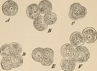 An illustration from Handbook of practical botany for the botanical laboratory and private student (1908)