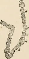 An illustration from Handbook of practical botany for the botanical laboratory and private student (1908)