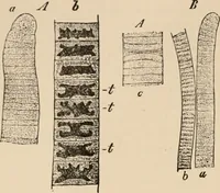 An illustration from Handbook of practical botany for the botanical laboratory and private student (1908)