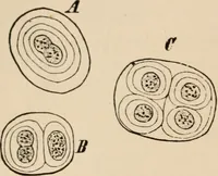 An illustration from Handbook of practical botany for the botanical laboratory and private student (1908)