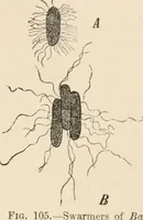 Picture 109 of 179 from Handbook of practical botany for the botanical laboratory and private student (1908), leaf 318