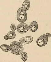 An illustration from Handbook of practical botany for the botanical laboratory and private student (1908)