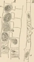 An illustration from Handbook of practical botany for the botanical laboratory and private student (1908)