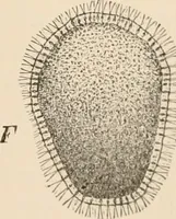 An illustration from Handbook of practical botany for the botanical laboratory and private student (1908)