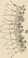 Picture 113 of 179 from Handbook of practical botany for the botanical laboratory and private student (1908), leaf 332