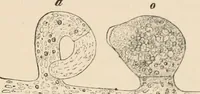 An illustration from Handbook of practical botany for the botanical laboratory and private student (1908)