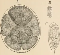 An illustration from Handbook of practical botany for the botanical laboratory and private student (1908)
