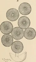 An illustration from Handbook of practical botany for the botanical laboratory and private student (1908)