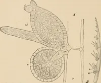 An illustration from Handbook of practical botany for the botanical laboratory and private student (1908)