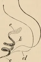 An illustration from Handbook of practical botany for the botanical laboratory and private student (1908)