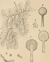 An illustration from Handbook of practical botany for the botanical laboratory and private student (1908)