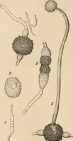 An illustration from Handbook of practical botany for the botanical laboratory and private student (1908)