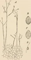 An illustration from Handbook of practical botany for the botanical laboratory and private student (1908)