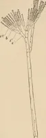 An illustration from Handbook of practical botany for the botanical laboratory and private student (1908)