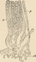 An illustration from Handbook of practical botany for the botanical laboratory and private student (1908)