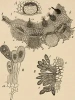 An illustration from Handbook of practical botany for the botanical laboratory and private student (1908)