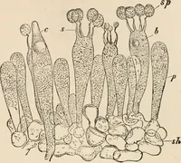 An illustration from Handbook of practical botany for the botanical laboratory and private student (1908)
