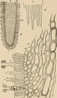 An illustration from Handbook of practical botany for the botanical laboratory and private student (1908)