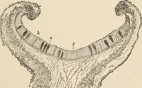 An illustration from Handbook of practical botany for the botanical laboratory and private student (1908)