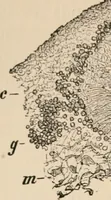 An illustration from Handbook of practical botany for the botanical laboratory and private student (1908)