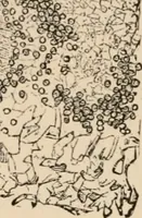 An illustration from Handbook of practical botany for the botanical laboratory and private student (1908)