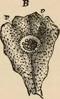 An illustration from Handbook of practical botany for the botanical laboratory and private student (1908)