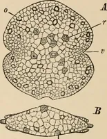 An illustration from Handbook of practical botany for the botanical laboratory and private student (1908)