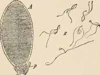 An illustration from Handbook of practical botany for the botanical laboratory and private student (1908)