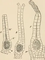 An illustration from Handbook of practical botany for the botanical laboratory and private student (1908)