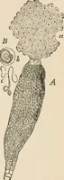 An illustration from Handbook of practical botany for the botanical laboratory and private student (1908)