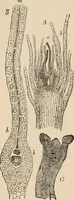 An illustration from Handbook of practical botany for the botanical laboratory and private student (1908)