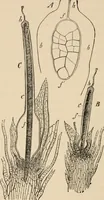 An illustration from Handbook of practical botany for the botanical laboratory and private student (1908)