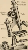 An illustration from Handbook of practical botany for the botanical laboratory and private student (1908)