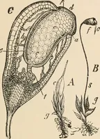 An illustration from Handbook of practical botany for the botanical laboratory and private student (1908)