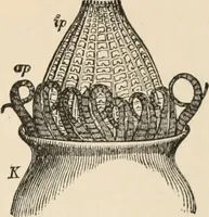 An illustration from Handbook of practical botany for the botanical laboratory and private student (1908)
