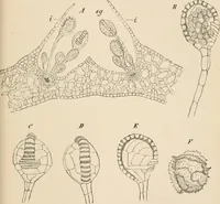An illustration from Handbook of practical botany for the botanical laboratory and private student (1908)