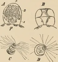 An illustration from Handbook of practical botany for the botanical laboratory and private student (1908)