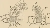 An illustration from Handbook of practical botany for the botanical laboratory and private student (1908)