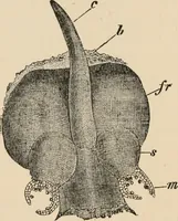 An illustration from Handbook of practical botany for the botanical laboratory and private student (1908)