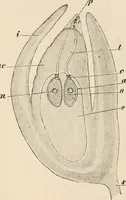 An illustration from Handbook of practical botany for the botanical laboratory and private student (1908)